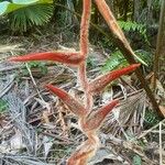 Heliconia vellerigera Flor