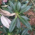 Rhododendron insigne Leaf