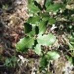 Quercus coccifera Feuille