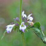 Anisomeles indica Blodyn