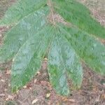 Carya cordiformis Leaf