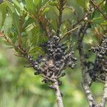Morella cerifera Fruto