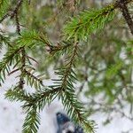 Picea mariana Blatt