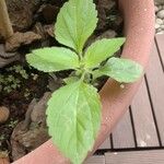 Ageratum conyzoides Лист