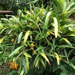 Maxillaria variabilis Агульны выгляд