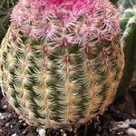 Echinocereus rigidissimus 叶