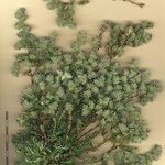 Paronychia argentea autre