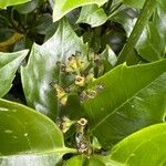 Aucuba japonica Fruto