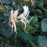 Lonicera japonicaফুল