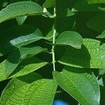 Cinnamomum verum 葉