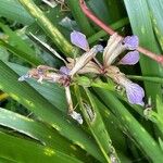 Iris foetidissima Blodyn