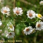 Symphyotrichum pilosum その他の提案