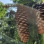 Picea abies Frucht