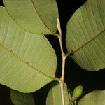 Chrysophyllum hirsutum Levél