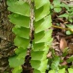 Adiantum trapeziforme पत्ता