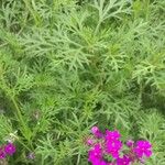 Verbena tenera Leaf