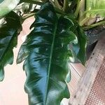 Philodendron bipennifolium 葉