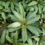 Tradescantia spathacea ഇല