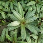 Tradescantia spathacea Ліст