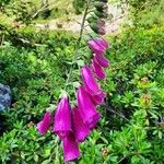 Digitalis thapsi花