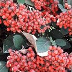 Cotoneaster coriaceus Frucht