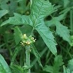 Sisymbrium officinale Цветок