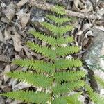 Thelypteris noveboracensis Blatt