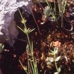 Juncus capitatus Hábito