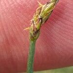Eleocharis multicaulis Flor