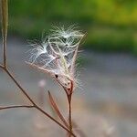 Epilobium brachycarpum Φρούτο