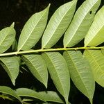 Zanthoxylum setulosum Leht