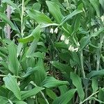 Polygonatum odoratum Vekstform