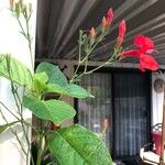 Ruellia elegans Flower