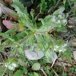 Valerianella discoidea Хабит