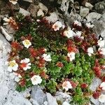 Saxifraga biflora 葉