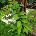 Congea tomentosa Hoja