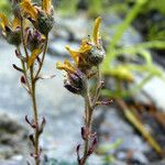 Saxifraga aretioides Цвят