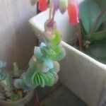 Kalanchoe marnieriana Folha