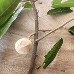 Morisonia americana Fruit