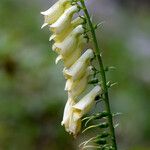 Digitalis grandiflora ᱵᱟᱦᱟ