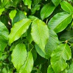 Viburnum lentago Blatt