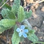 Nonea micrantha Flower