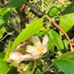Medinilla crassifolia Blomma