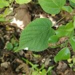 Tilia x europaea Blad