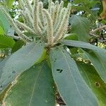 Colebrookea oppositifolia Flor