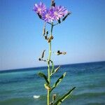 Lactuca tatarica पत्ता