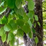 Cercidiphyllum japonicum Leaf