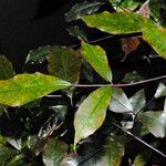 Leea guineensis पत्ता