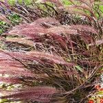 Pennisetum pedicellatum Flower