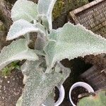 Kalanchoe beharensis Folha